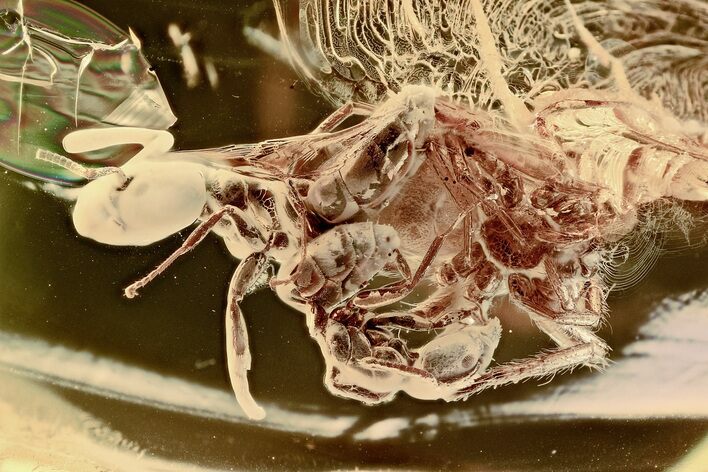 Two Fossil Ants (Formicidae) and a Spider (Araneae) In Baltic Amber #307208